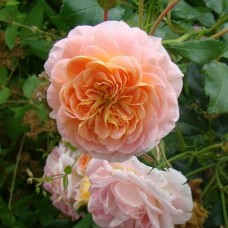 Троянда Полька (Роза Polka)